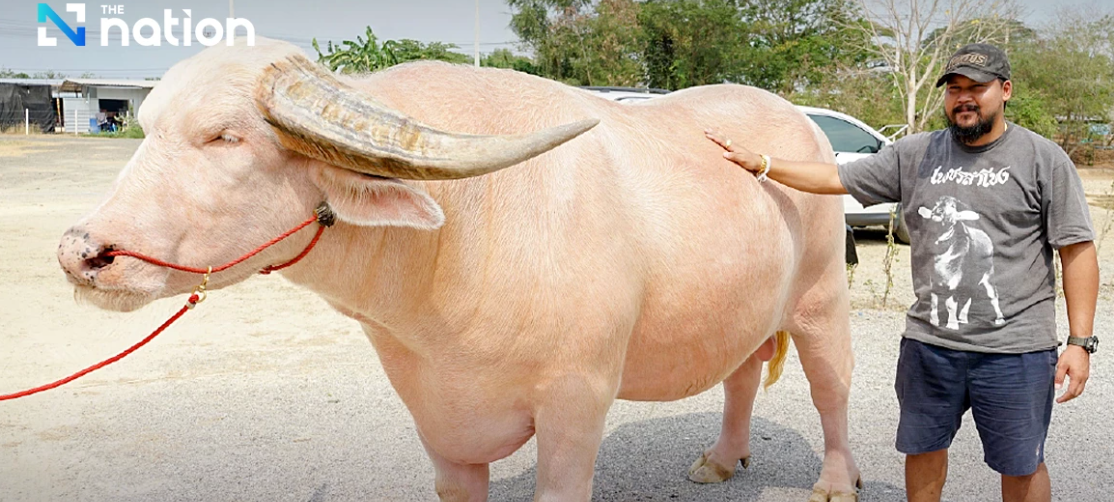 Kerbau Raksasa Albino Thailand Catat Rekor Laku Rp7,8 Miliar